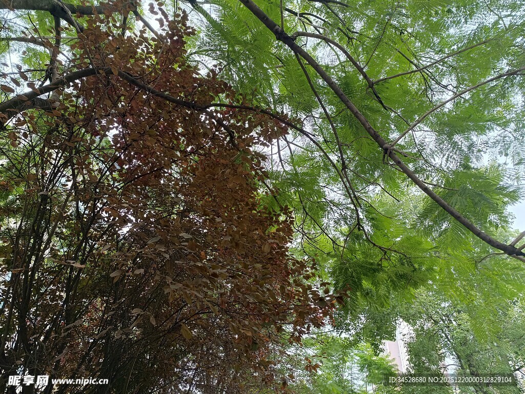 绿树与红叶交织的景致