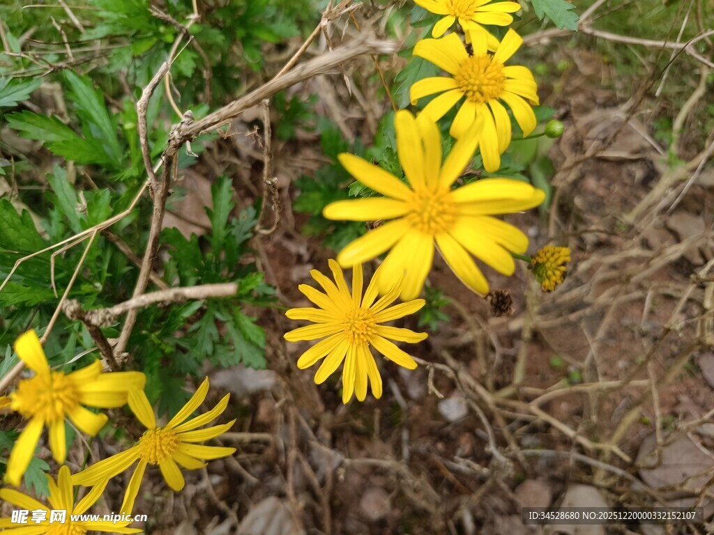 黄色小花绽放于草丛间