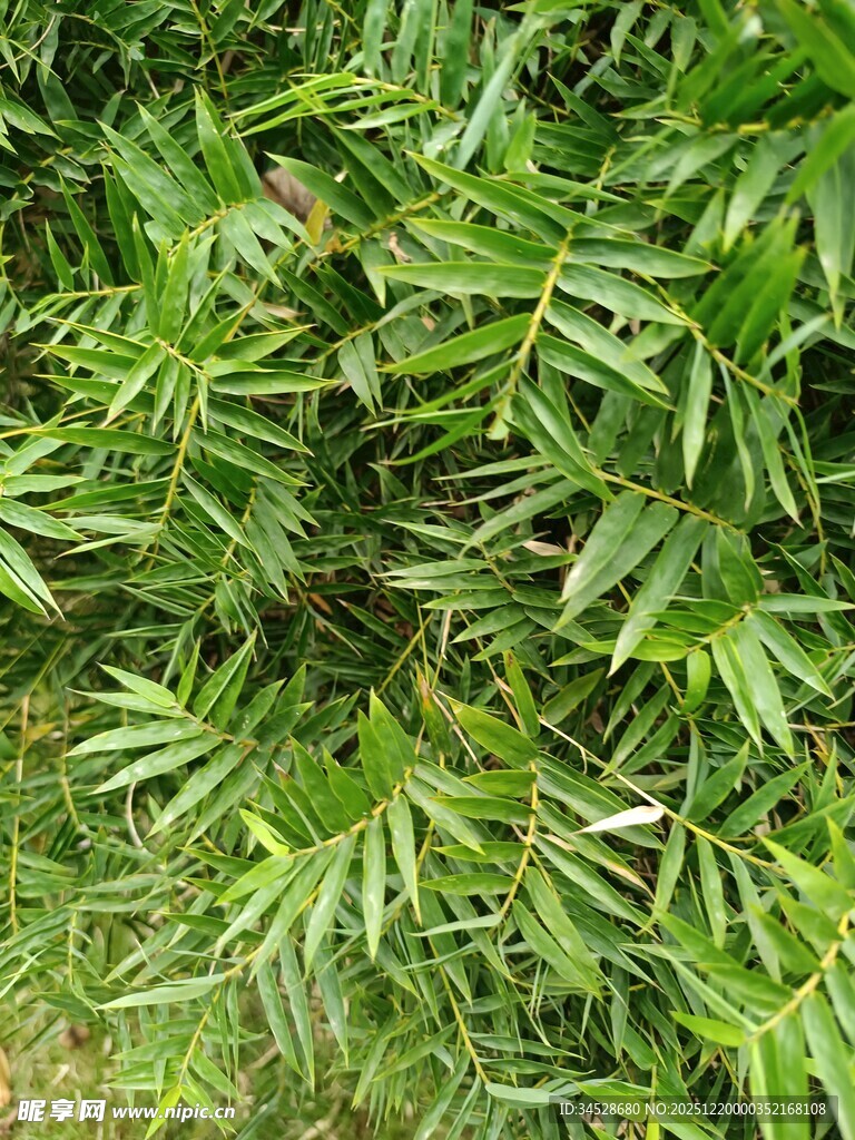 翠绿繁茂的竹叶景观