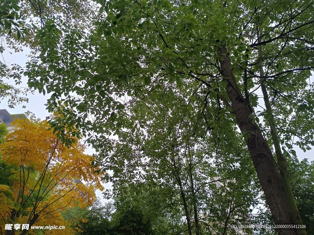 秋日树林中的多彩树冠