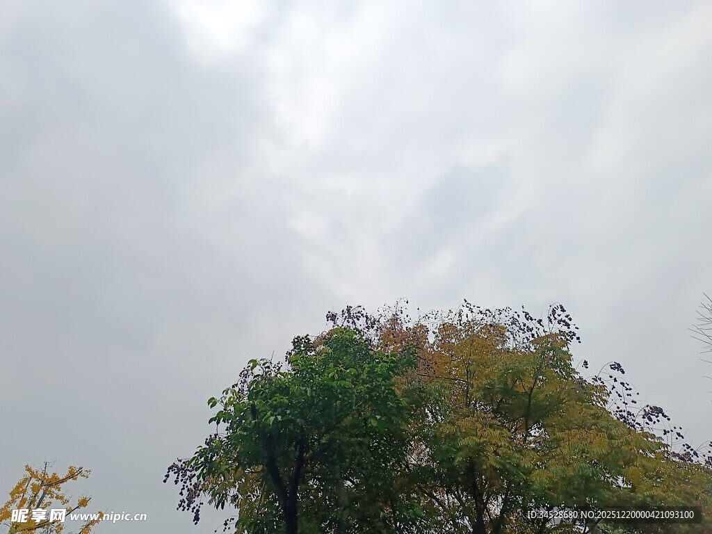 秋日树梢与天空景象