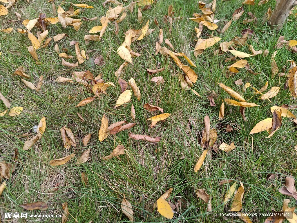 秋日草地散落金黄叶片