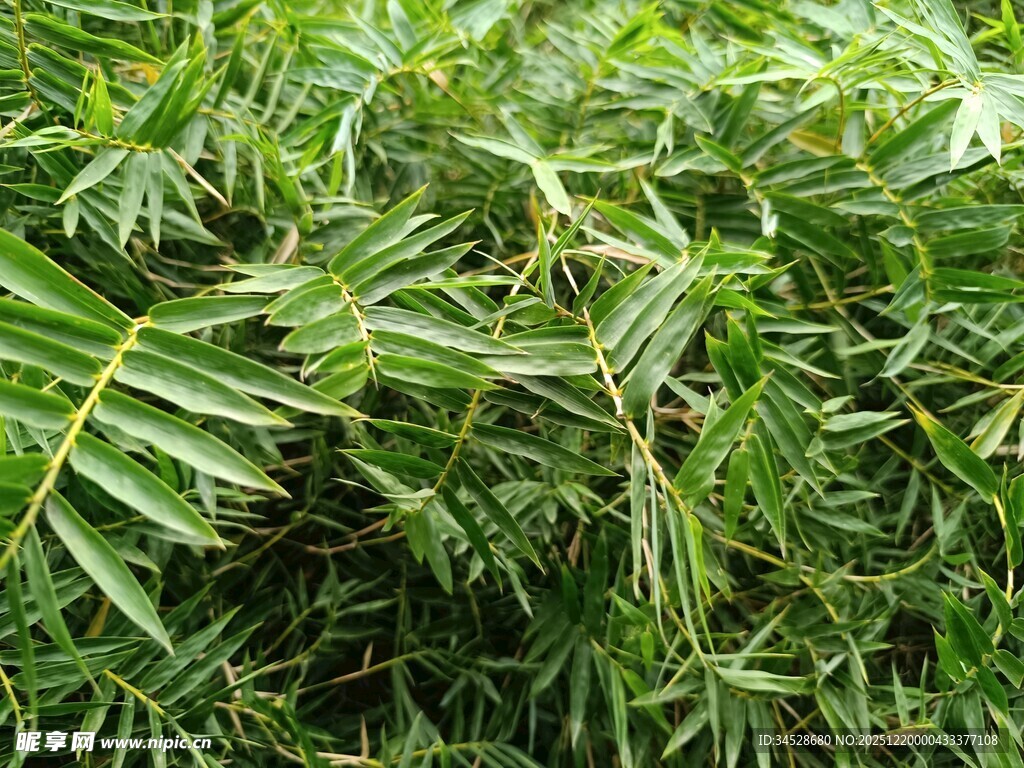 翠绿繁茂的羽状叶片植物