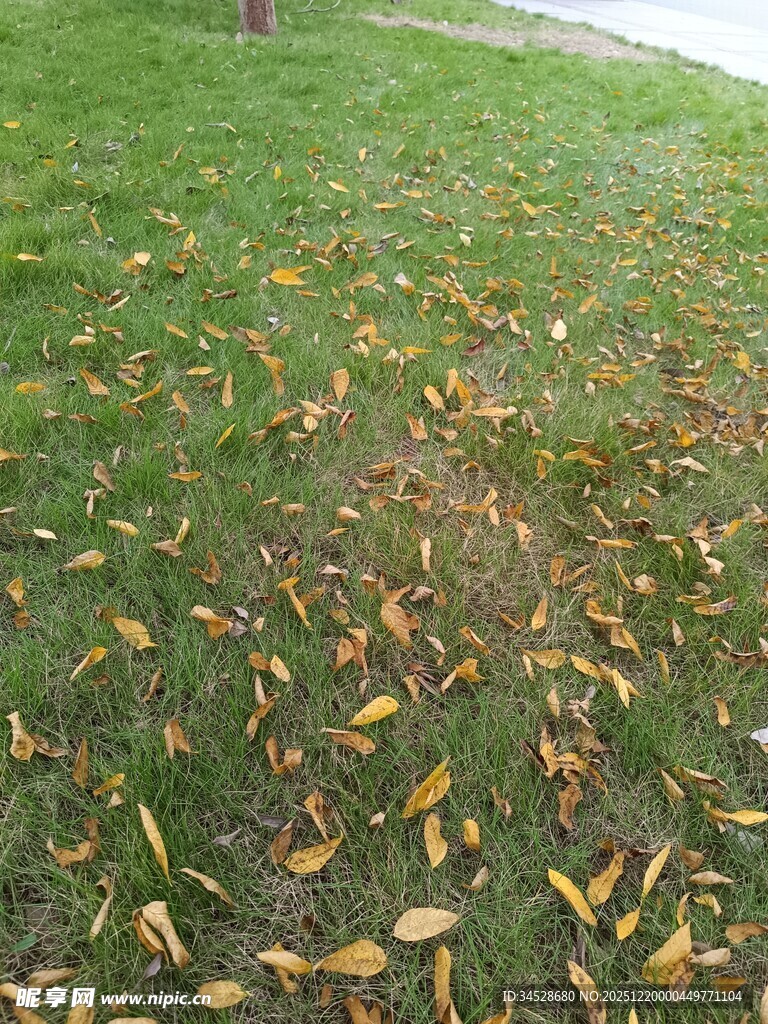 草地散落的斑斓秋叶