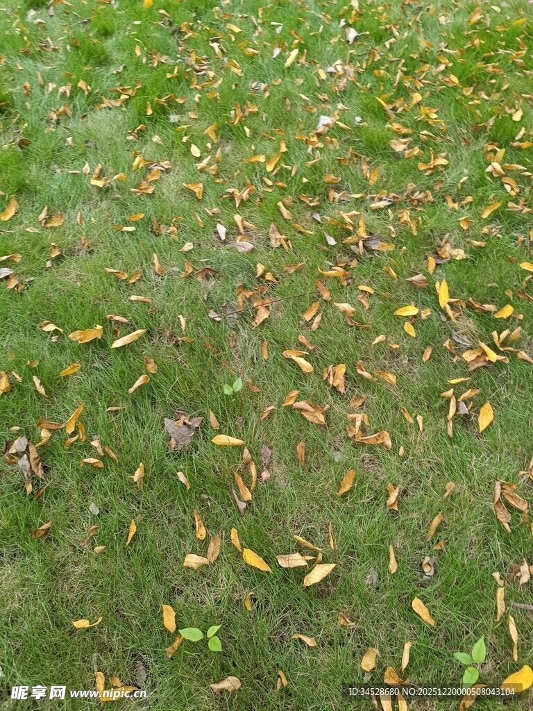 草地上散落的多彩秋叶