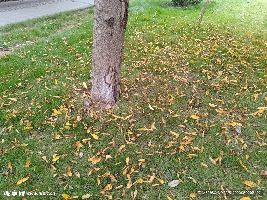 树下落叶铺就秋日景致