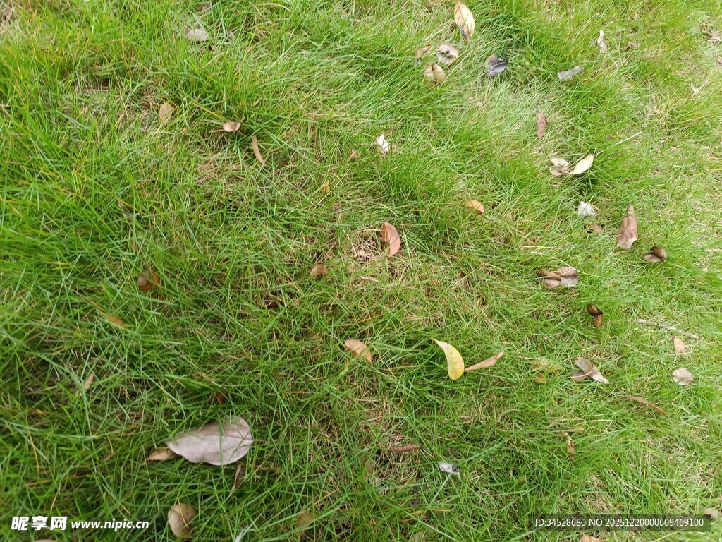 草地上散落的枯叶