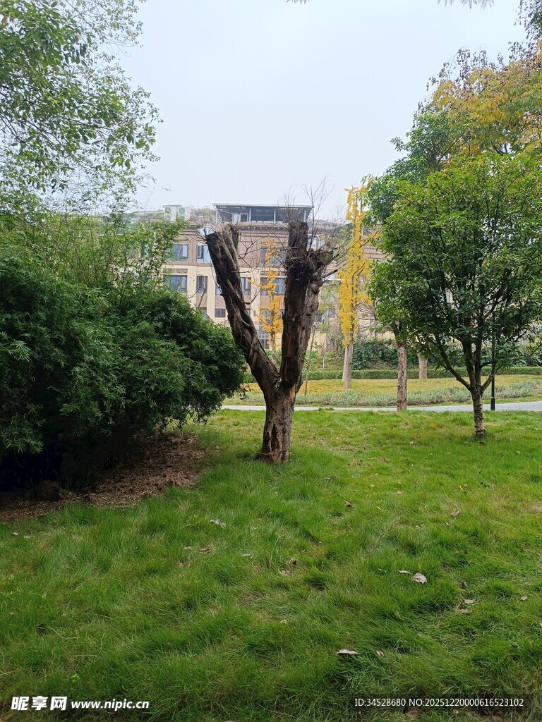 公园中造型独特的树木