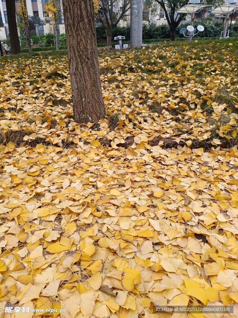 金黄落叶铺满地的秋景