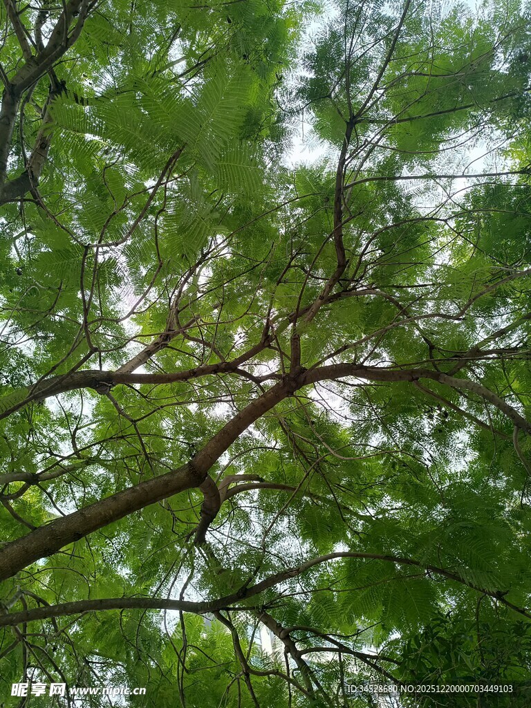 仰视茂密枝叶的翠绿树冠