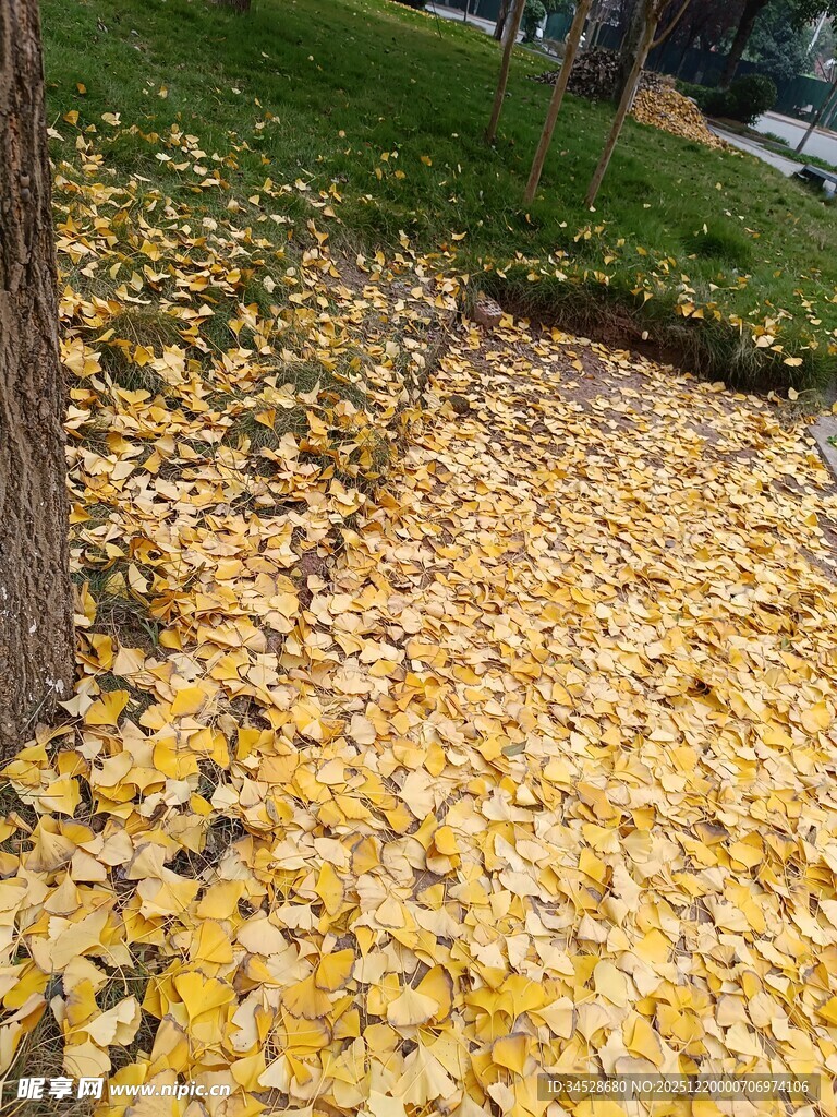 金黄银杏叶铺就秋日美景