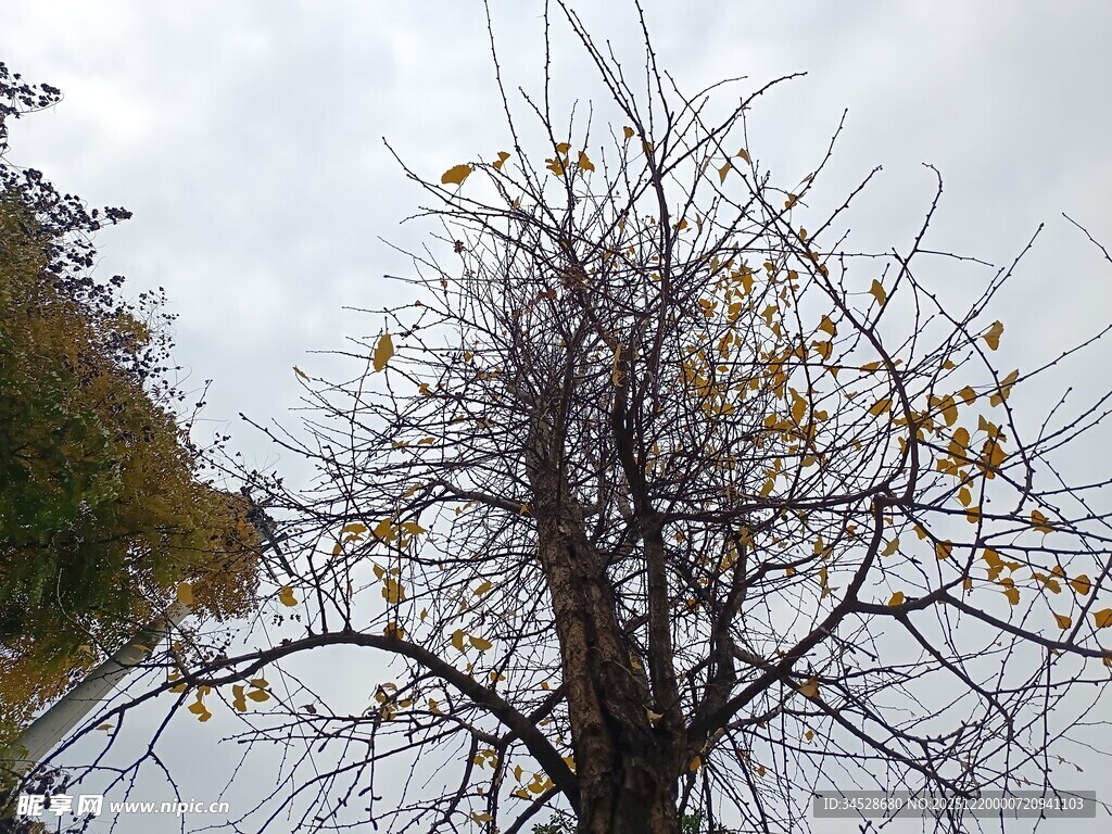 冬日枯树尽显萧瑟之态