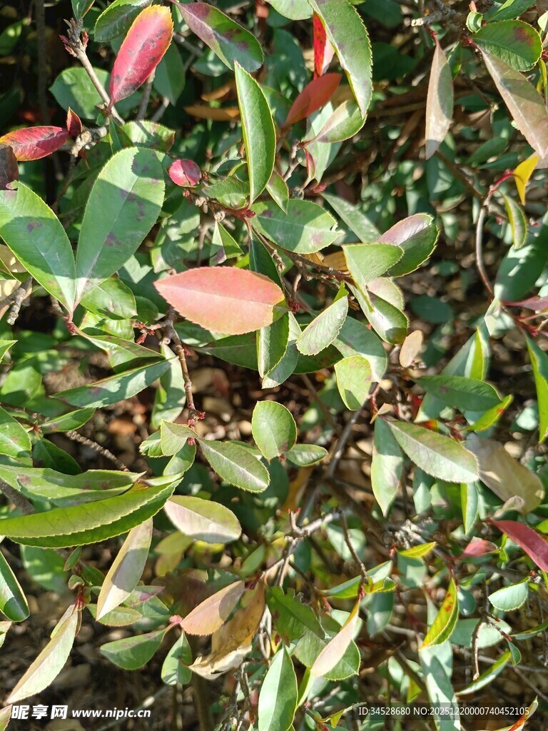 多彩叶子植物特写