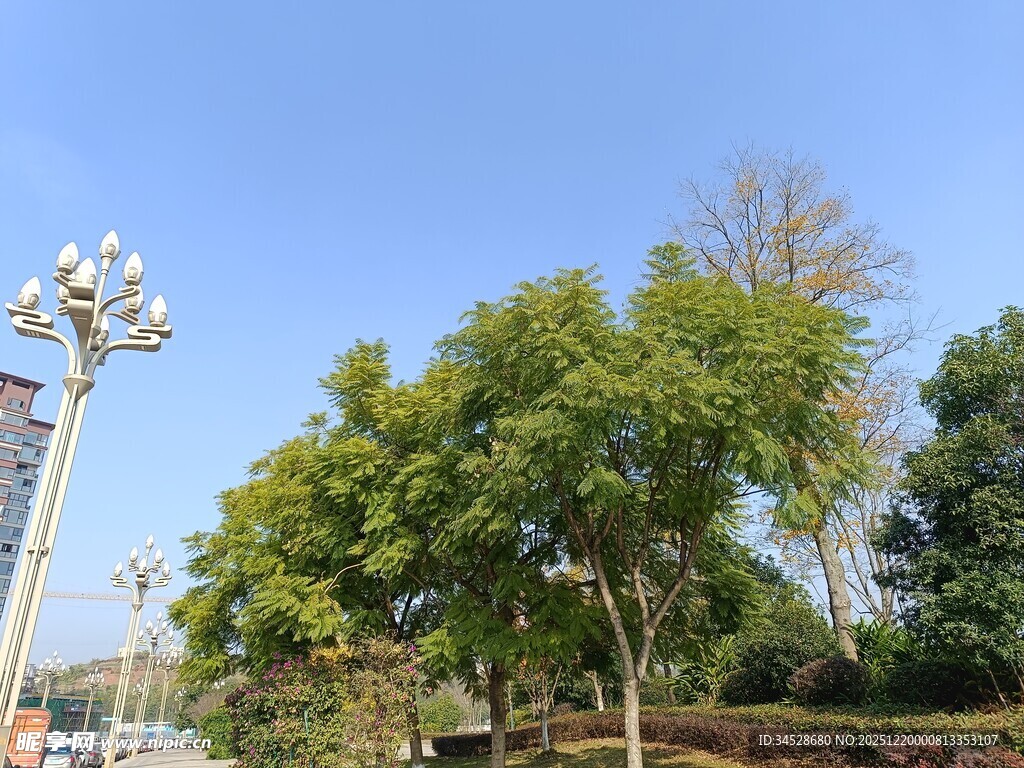 户外绿树与路灯景观