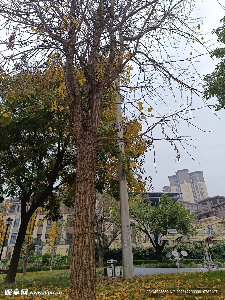 秋日公园树木与建筑景致