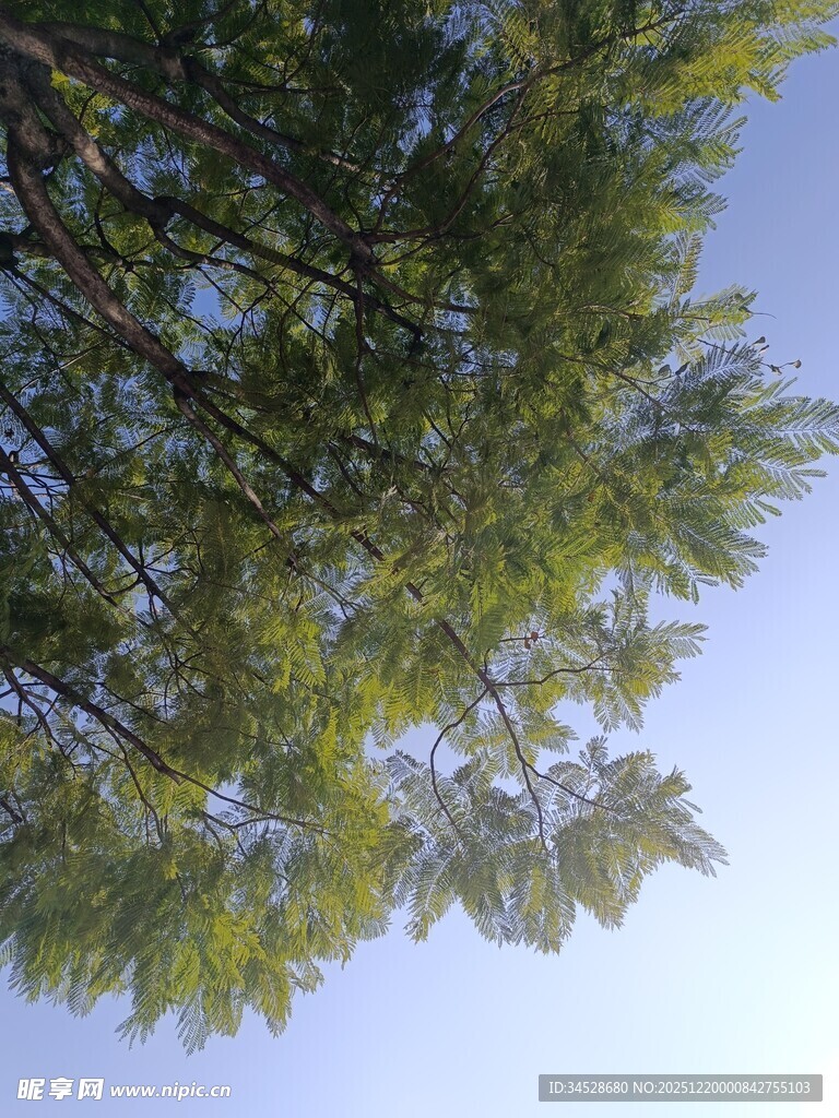 仰视翠绿枝叶与蓝天
