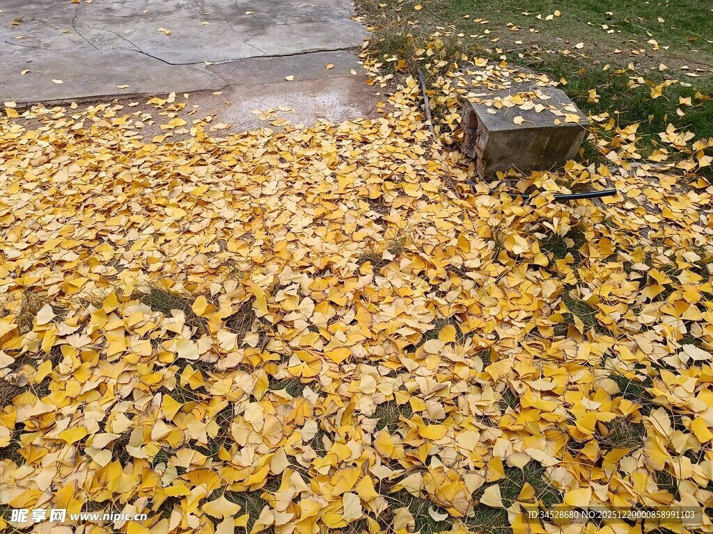 金黄落叶铺满地面的美景