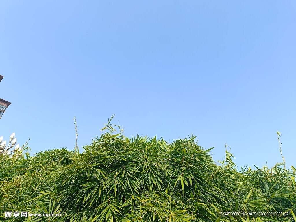 蓝天绿叶下的繁茂植物