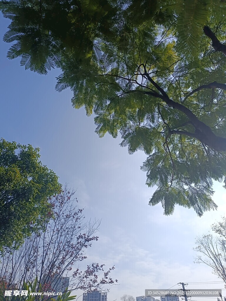 仰视绿树蓝天美好景象