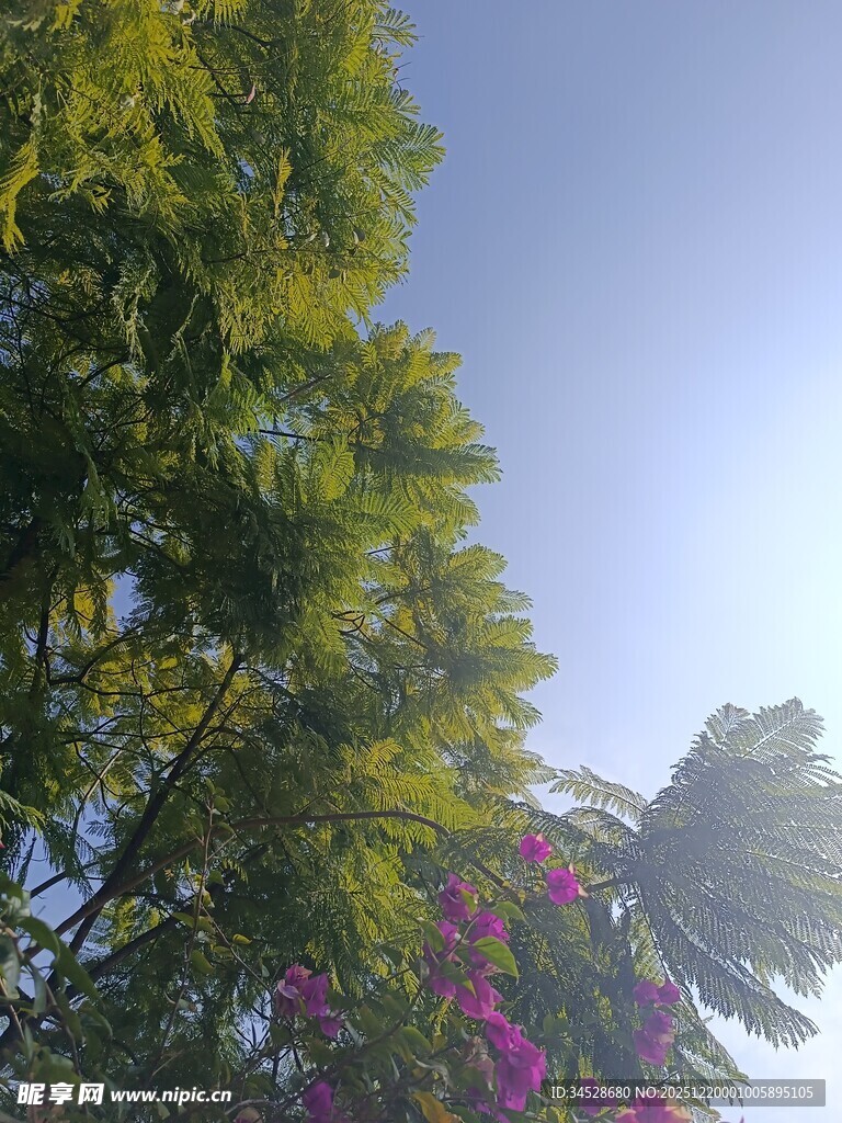 蓝天绿树间的绚烂繁花