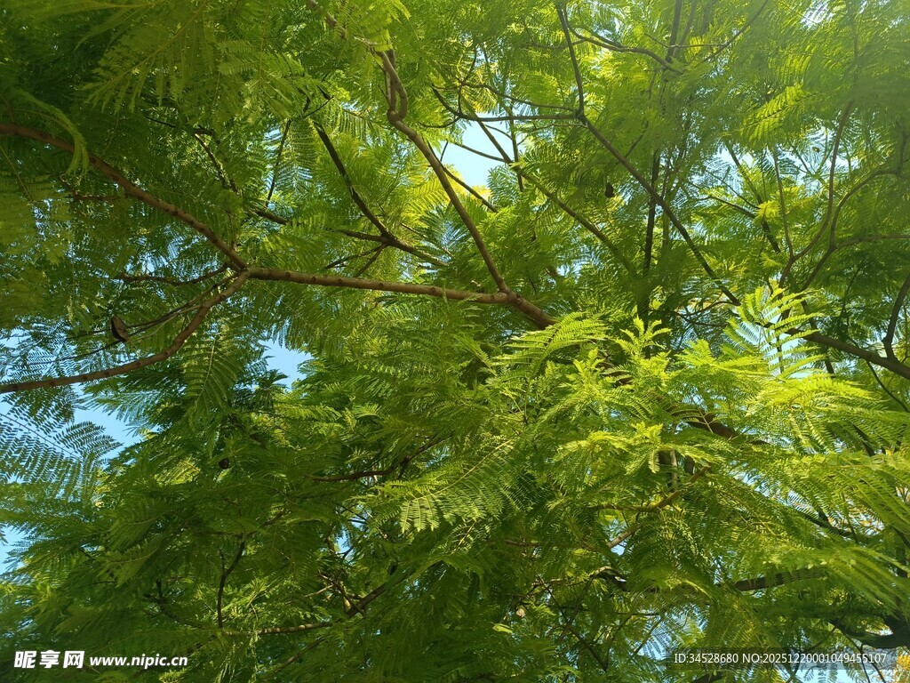 仰视翠绿繁茂的树冠