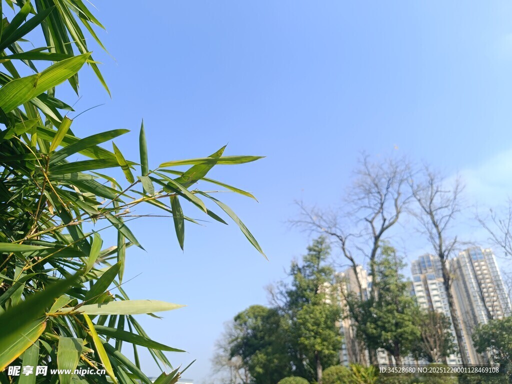 蓝天翠竹旁的树木景观