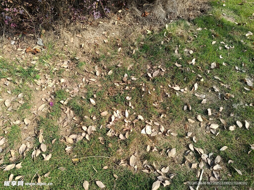 秋日草地散落枯黄树叶