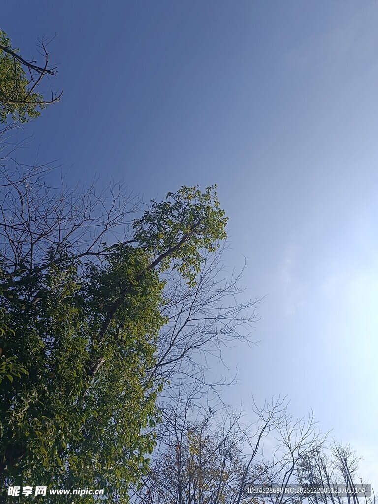仰观蓝天绿树