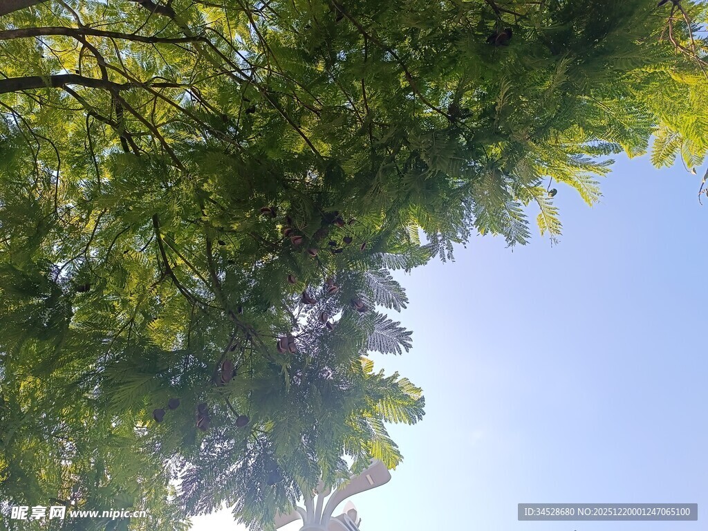 仰视绿树蓝天的清新景象