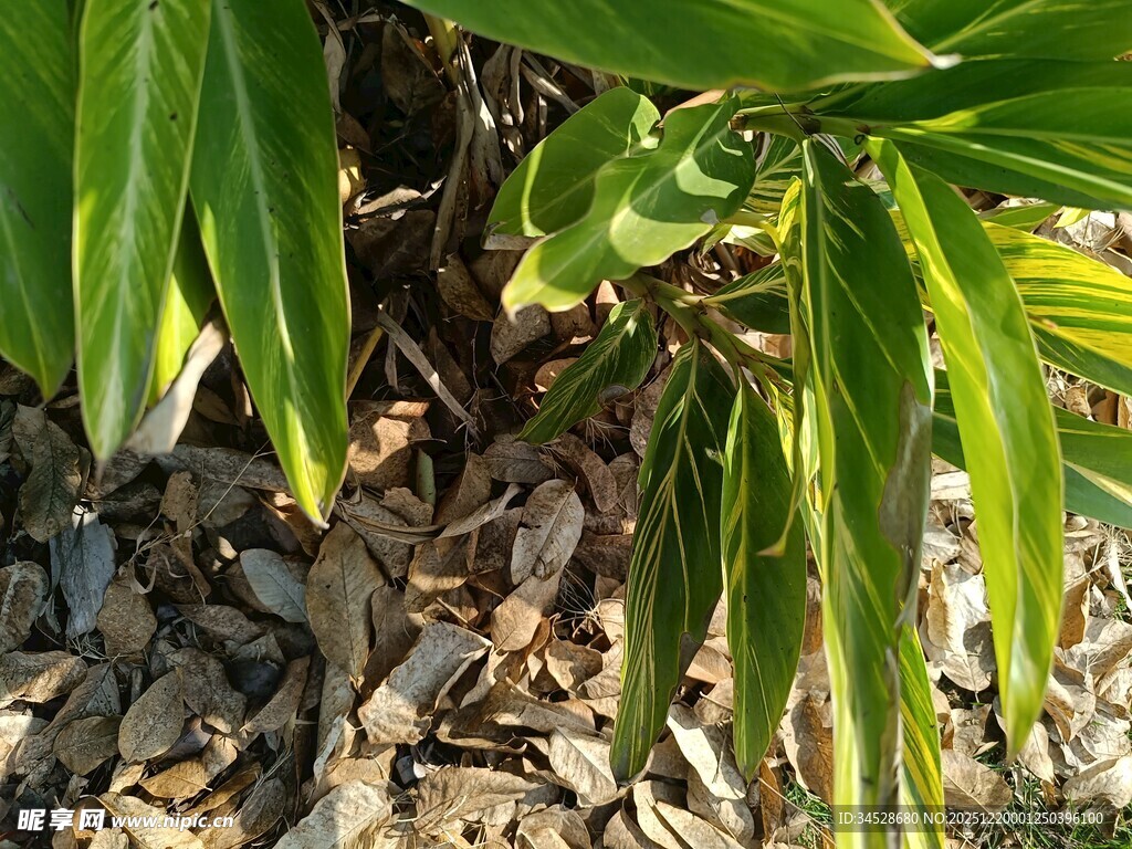翠绿植物与碎石景观