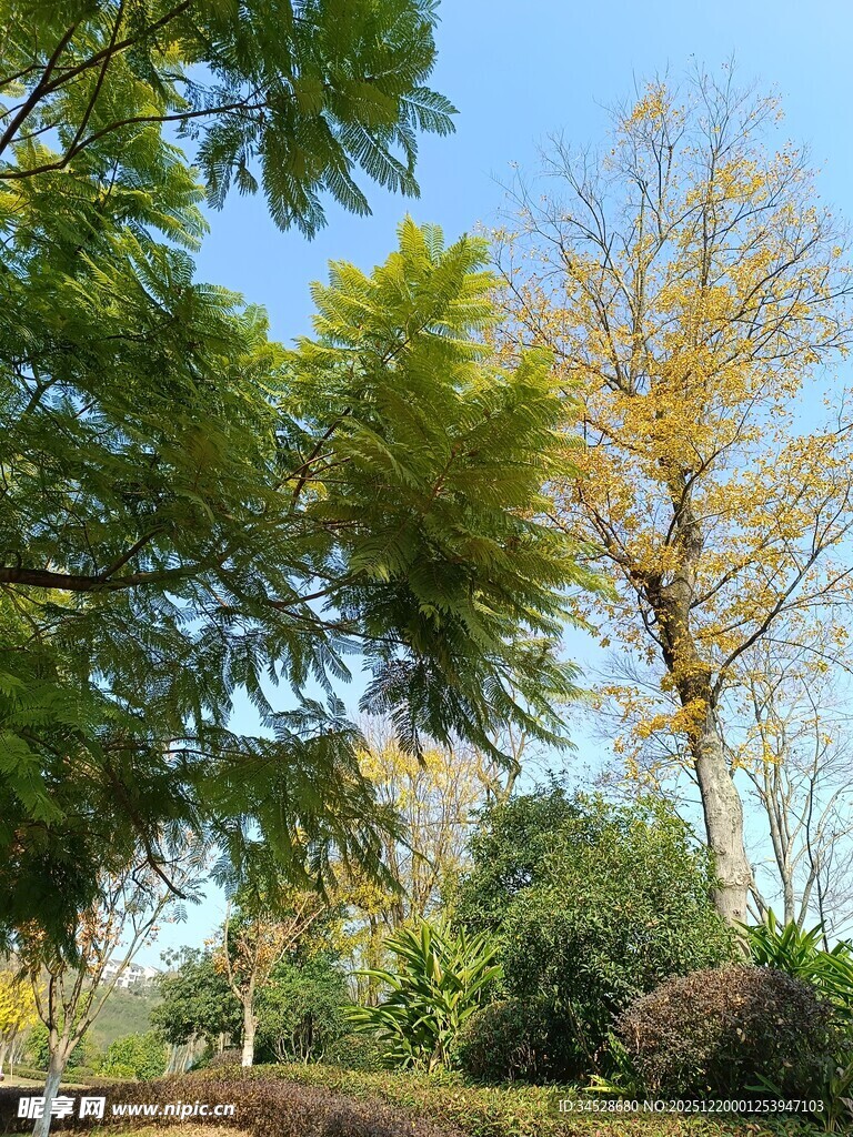 秋日公园绿树蓝天景致