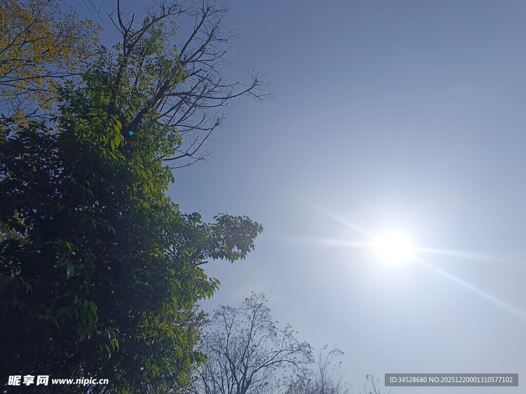 阳光下的绿树蓝天
