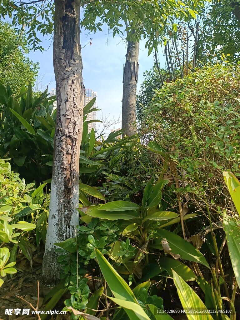 繁茂绿植中的挺拔树木