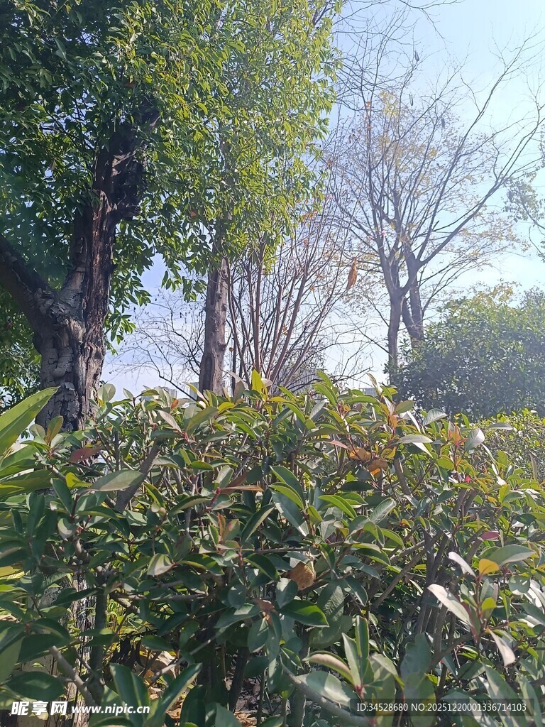 秋日繁茂绿植与树木景观