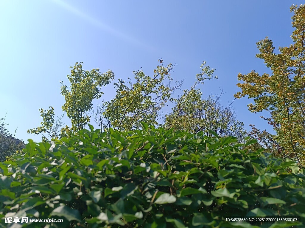 阳光下的绿植与蓝天