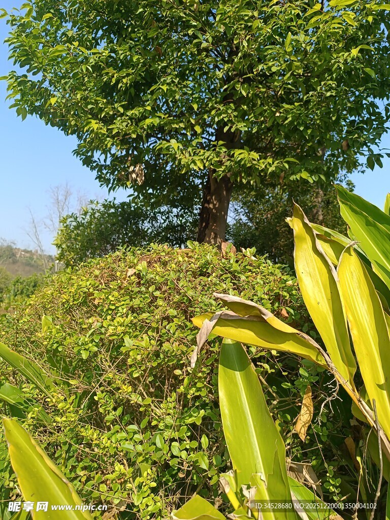 繁茂绿植中的高大树木