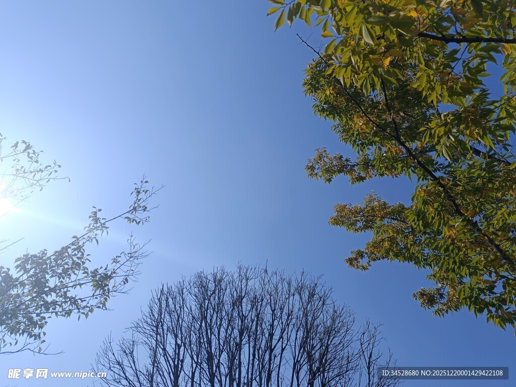 蓝天暖阳下的树木景致