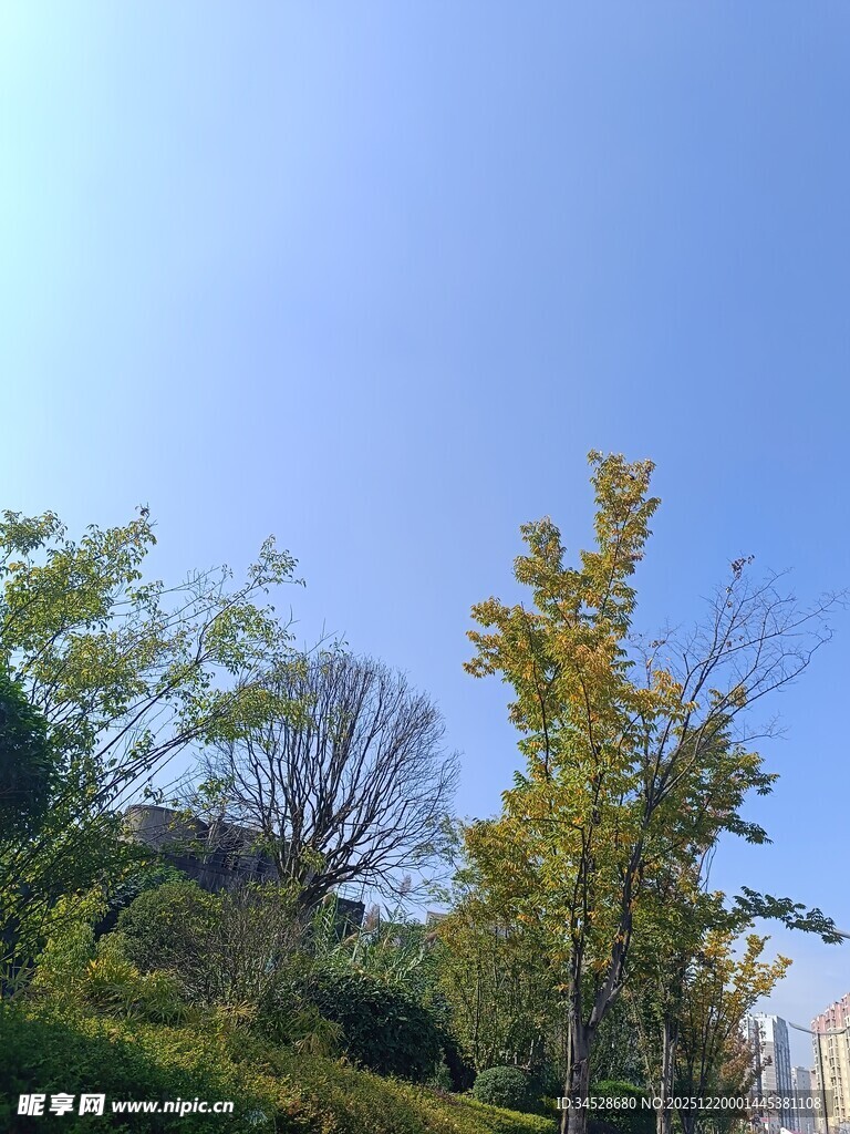 秋日户外树木蓝天景致