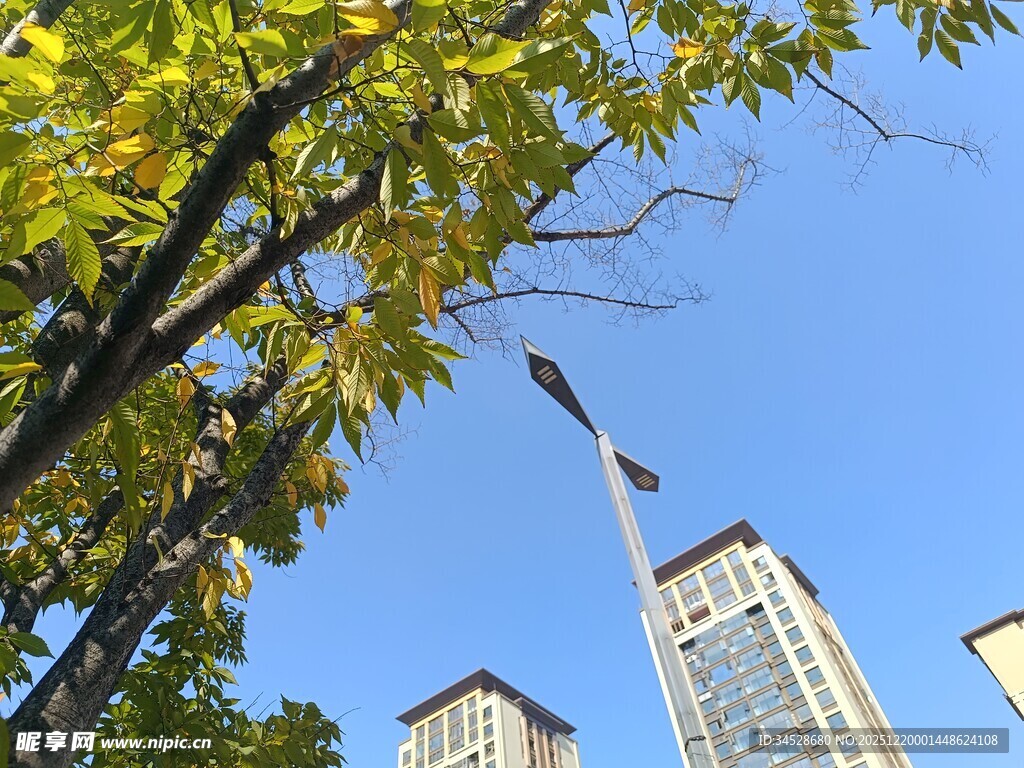 秋日绿树映衬下的高楼