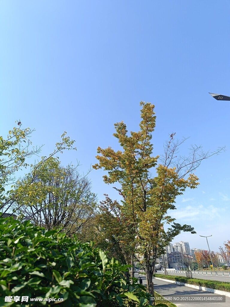 秋日街道旁的葱郁绿植