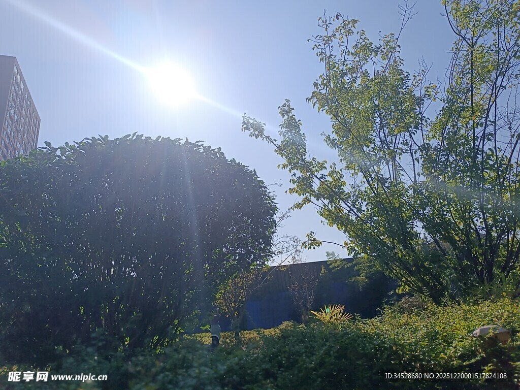 阳光下的绿植与建筑景观