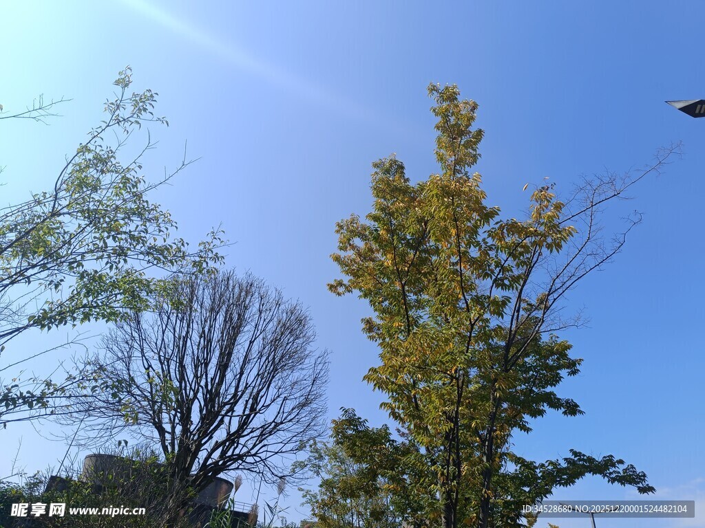 秋日蓝天树木景致