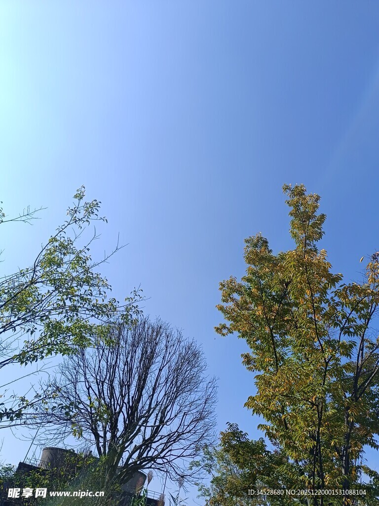 秋日蓝天树木景致