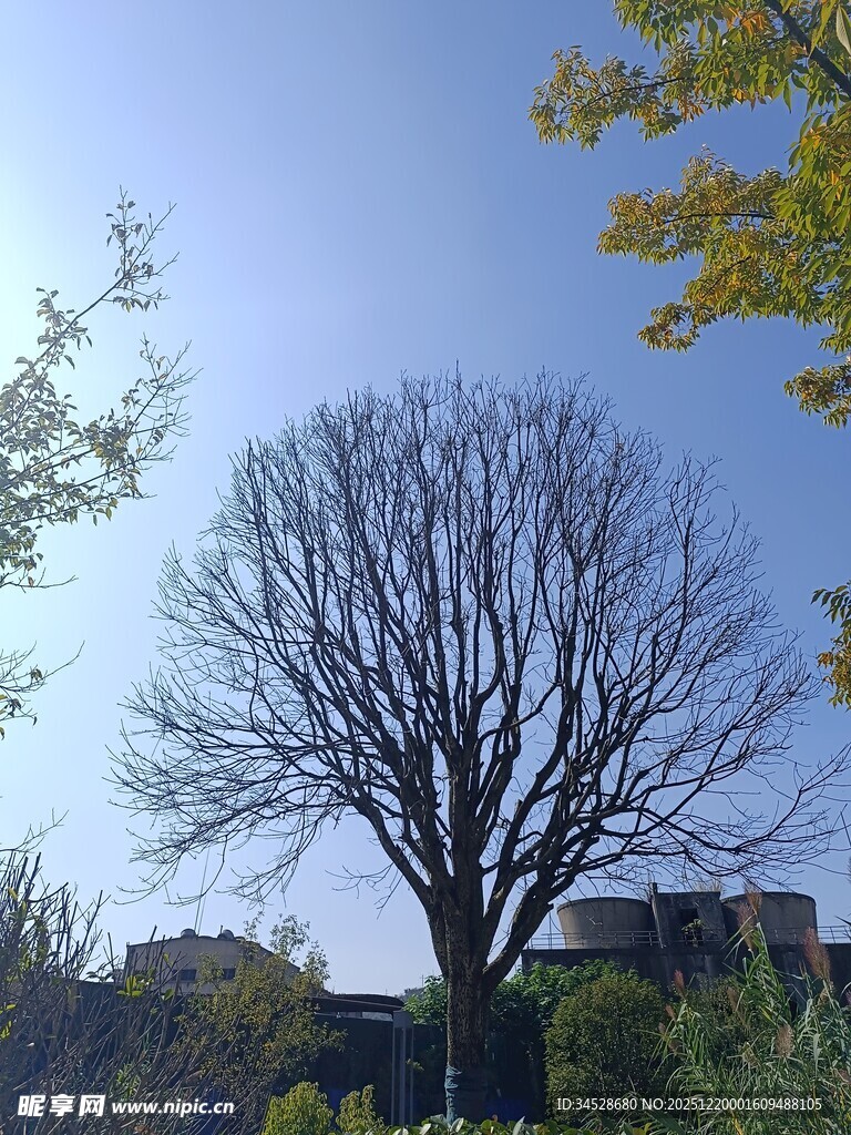 秋日枯树与蓝天景象