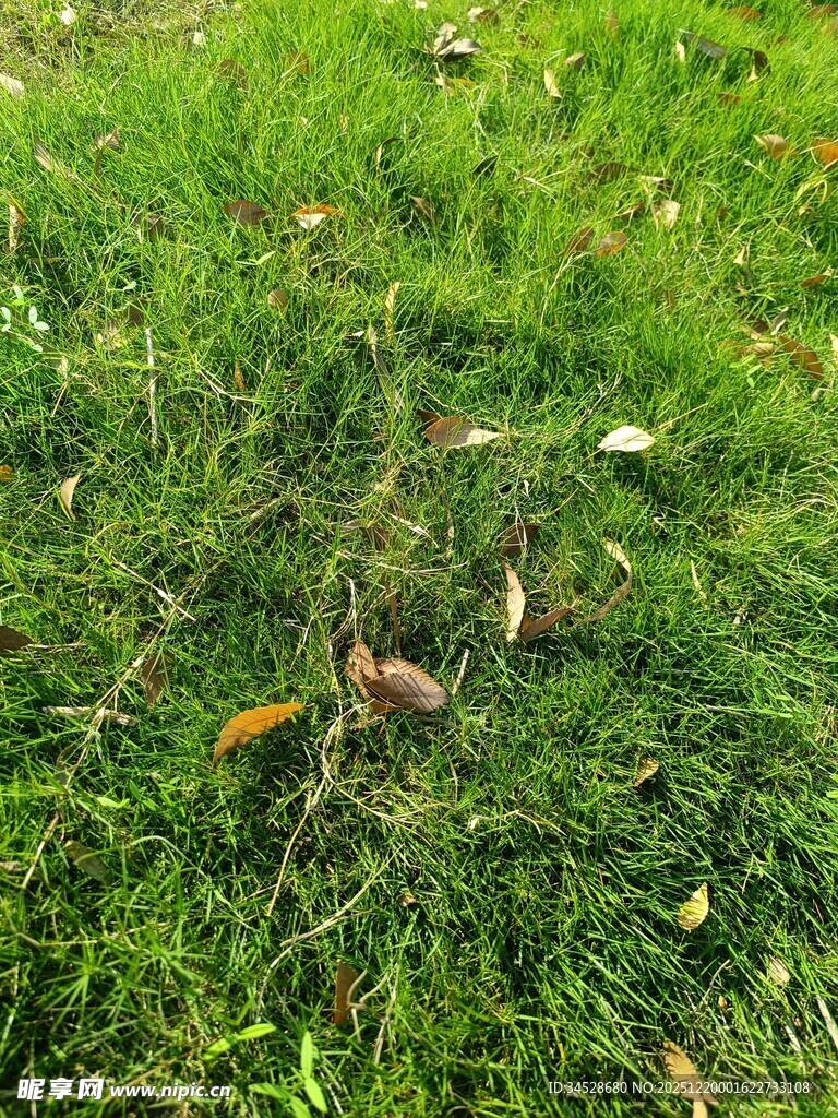翠绿草地中的零星落叶
