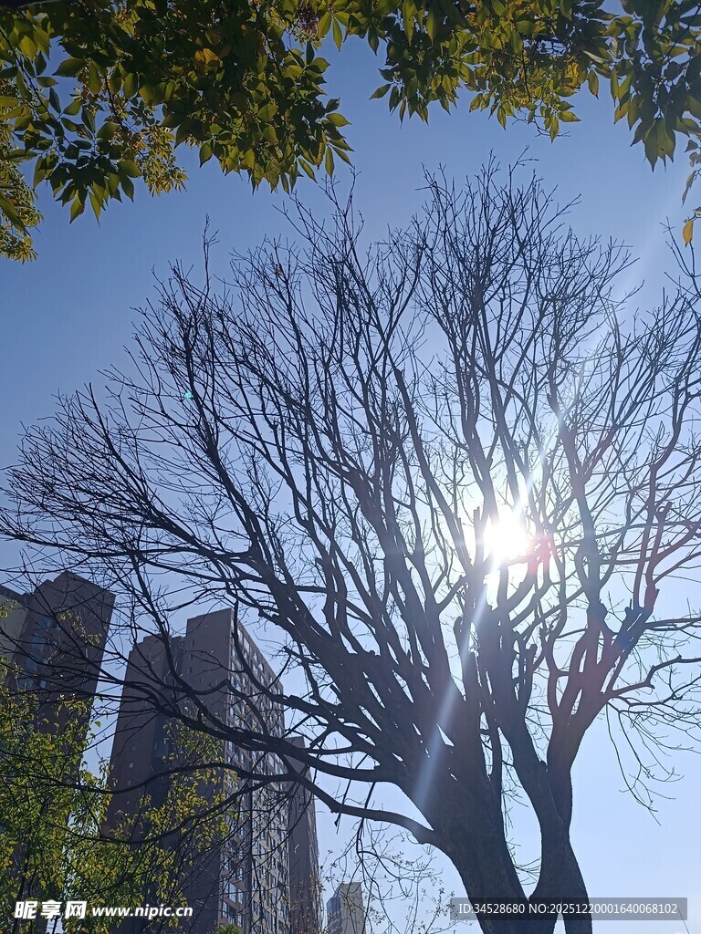 阳光下的光秃树木与高楼