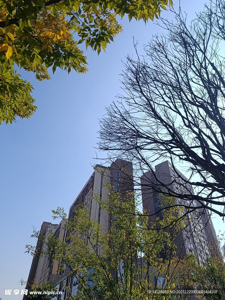 秋日下的高楼与树木
