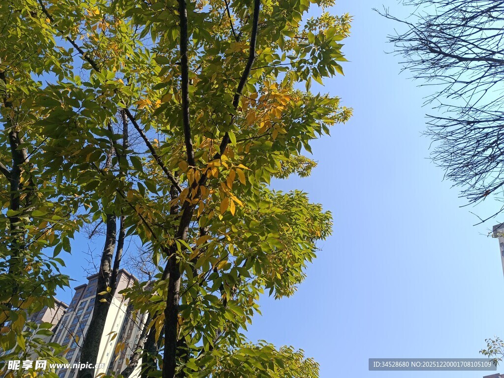 秋日蓝天旁的葱郁树木