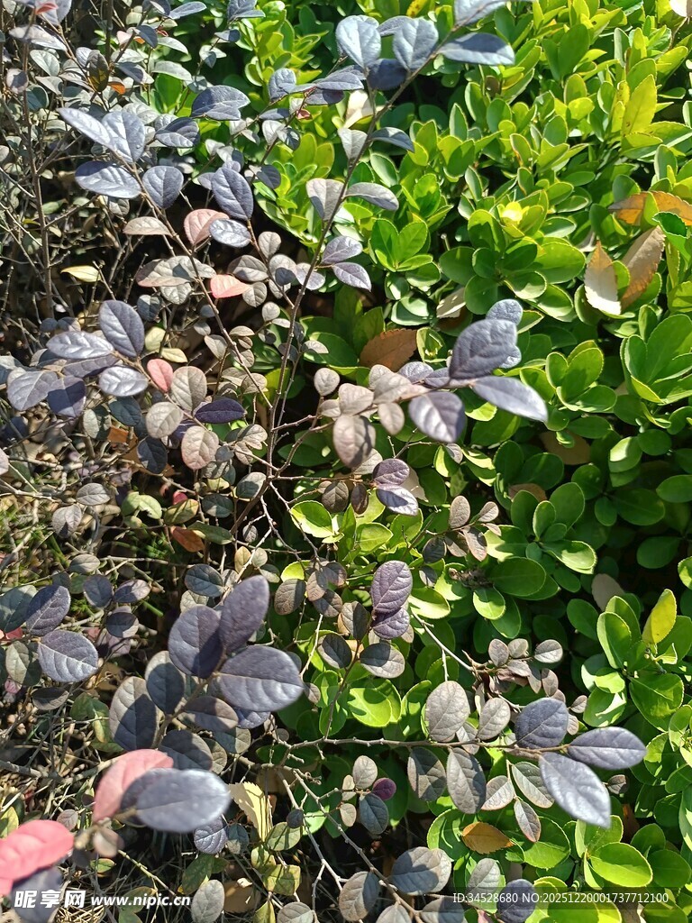 绿叶间的多彩植物景观