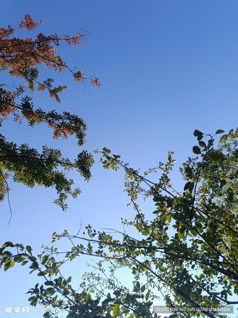 蓝天映衬下的繁茂枝叶
